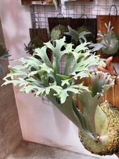Platycerium bifurcatum cv. POPCORN