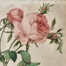 Grande Lithographie Fernand Mourlot – Planche Herbier Tulipe, 1938, 41x31 Cm