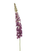 Artplants KüNstliche Blume Steppenkerze Nitti, Violett, 130Cm