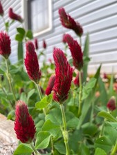 300 to 10000 Crimson Clover Seed NON-GMO Inoculated Cover Crop Food Plot