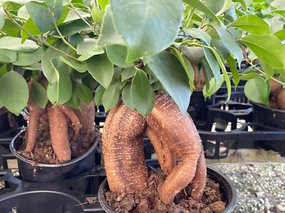 Ficus microcarpa, Chinese Banyan, Bonsai Tree, 6'' Pot, Very Large Healthy Malaya