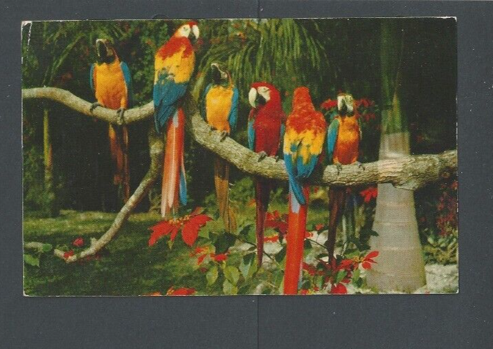 1955 Post Card Panama Rotary #C150 On Macaw (Parrots) Shows