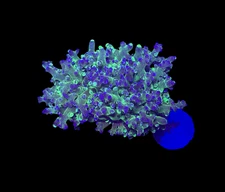 WYSIWYG Grafted Frogspawn Live LPS Frag Coral Saltwater Reef Aquarium