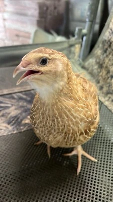 BUDDY'S HATCHERY 10+ count Ginger Quail Coturnix hatching eggs NPIP & PT/AI Clean