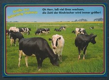 AK 10755#    Grüße aus Schleswig Holstein