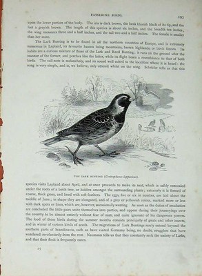 Alter antiker Druck Cassell'S Vögel um 1870 Lerche Wimpel Schnee Nivalis Natur 19.