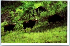 Postcard - Bison (Buffalo), Natural Wild Life of Thekkady, India