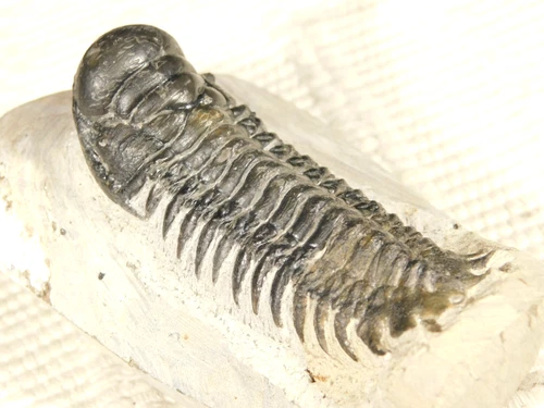 Crotalocephalina TRILOBITE Fossil Nice and Natural From Morocco 134gr