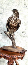 trofeo caccia falco poiana vecchia tassidermia taxidermy bird imbalsamato