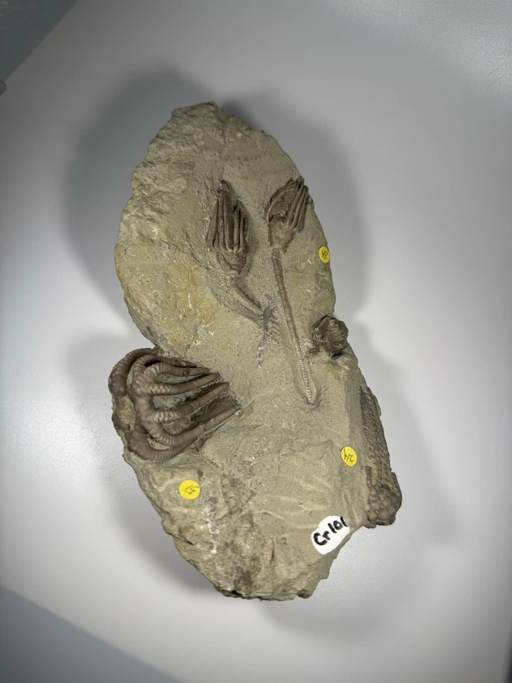 Detailed Crinoid Fossil Mortality Plate Crawfordsville Indiana Agaricocrinus - Image 2 of 4