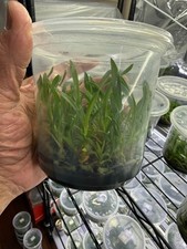 Orchid Flask --Cymbidium Devonianum