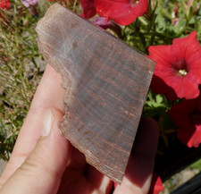 Bois Fossile Scié Poli