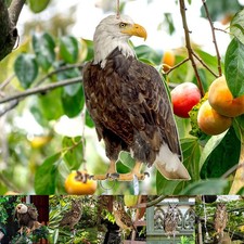 Faux carillon à vent hibou facile à installer décoration jardin aspect réali