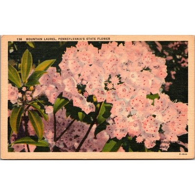 Mountain Laurel PA's State Flower Kalmia Latifolia Vintage Postcard SPF26