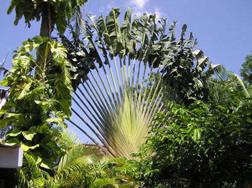 Ravenala madagascariensis - description