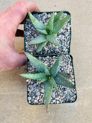 Aloe pictifolia x Aloe humilis Hybridrare Aloes, Cactus , Succulents,  Agaves | eBay