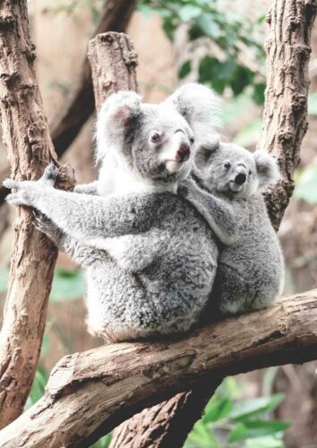 Koala - Australian Native Poster Picture Print Sizes A5 to A0 **FREE DELIVERY** - Bild 2 von 14