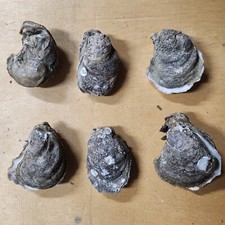 6 Whole Oyster Shells Sizes 3 inch Great for Crafts and All Other Things