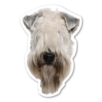 Soft Coated Wheaten Terrier  Magnet