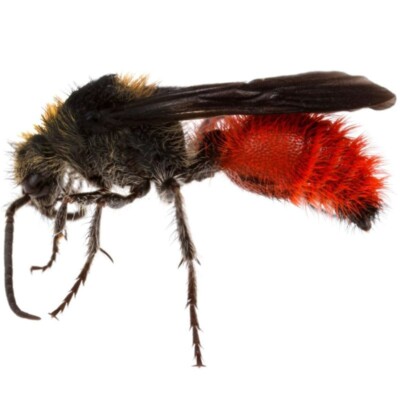Dasymutilla mutillidae MALE red velvet ant cow killer Arizona USA | eBay