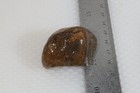 Montana Yellowstone River Agate Lapidary 2.5 oz windowed rough lot V1 — photo 5