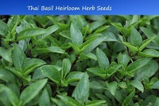 Herb Seeds-Thai Basil- 50 Garden Herb Seeds 