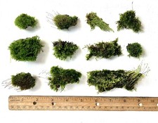 11 count Live Moss Clump Pieces, Living Moss for Terrarium, Vivarium, Palidarium