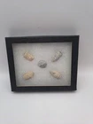 Civil War Era : 5 Fired Bullets Campaign To Capture Fort Fisher & Wilmington NC