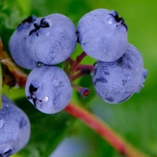 1 - LEGACY SOUTHERN HIGHBUSH BLUEBERRY - Healthy Live Plant - FALL  SHIPPING