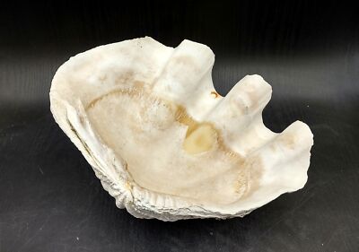 Giant Clam Shell Half Tridacna Gigas (1 half approx. 11.5L x 4.25H x 8D inches)