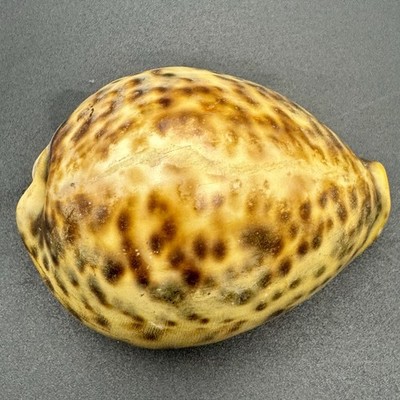 Natural Tiger Cowrie Shell 3.5  Sea Shell Cypraea Tigris Beach Decor Specimen