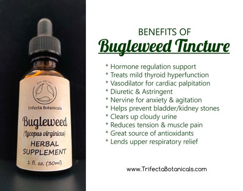 Suplemento herbal BUGLEWEED / Tintura de extracto líquido / Hierba Lycopus virginicus - Imagen 2 de 10