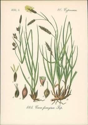 Chromolithographie : Rost-Segge. Carex ferruginea Scopoli. Cyperaceae. Syn. C. S