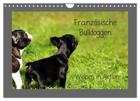"Calendar 2027 · US Version · French Bulldogs (Wall Calendar 2027 12\" × 8\" Landsc"