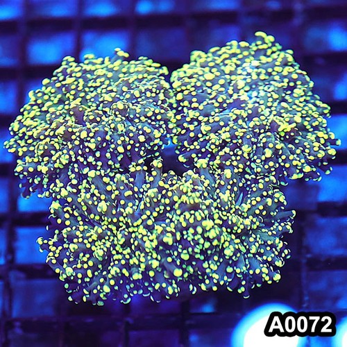 Item#A0072LW0072(M) WYSIWYG Indo Ultra Yellow Branching Frogspawn Colony
