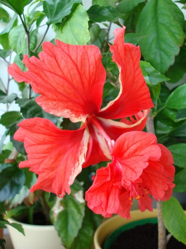 Hibiskus Hibiscus rosa sinensis - El Capitolio rot