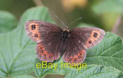 Foto 6x4 Scotch Argus Schmetterling (Erebia aethiops) Burniestrype im August c2006
