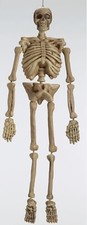 5 Foot Full Size Skeleton Prop Halloween Decoration Plastic