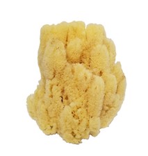 Medium Curio Mix Natural Sponges Bath And Body Arts Crafts Home Decor Sealife