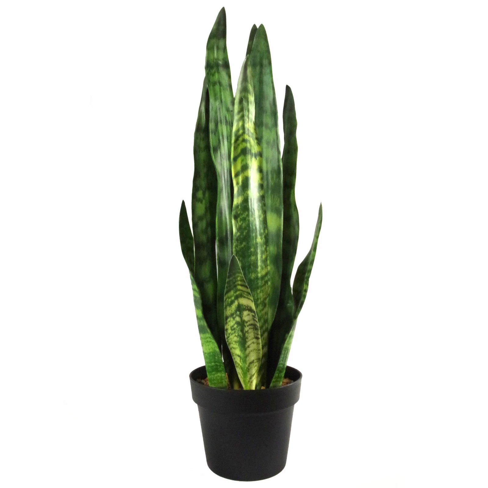70cm Sansevieria Zeylanica - 7536