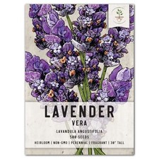 Vera Lavender Seeds For Planting "True English" Lavandula angustifolia