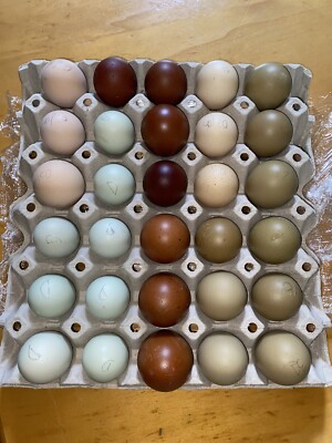 Uova Fertili : Animali In Vendita A Bernalda (Matera - Foto 9