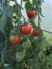 15 Graines De Tomates Piennolo Del Vesuvio Très Productive (bio)