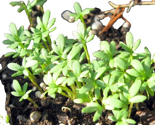BIO Kresse Keimsprossen Von SaatPur - 75g Für Microgreens & Sprossen
