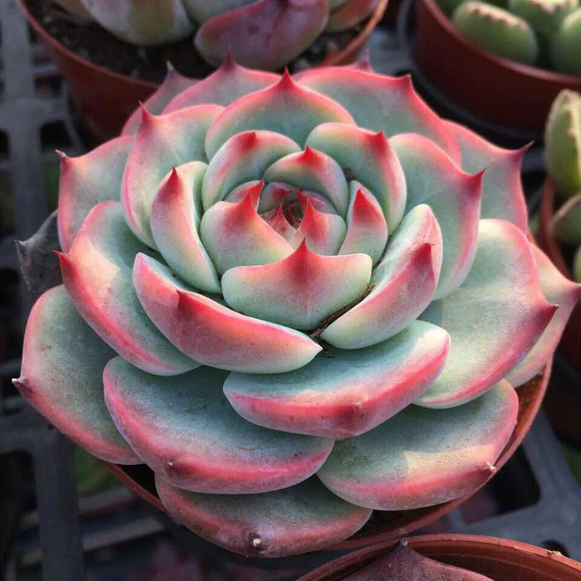 aloe jacksonii Aloe greenii