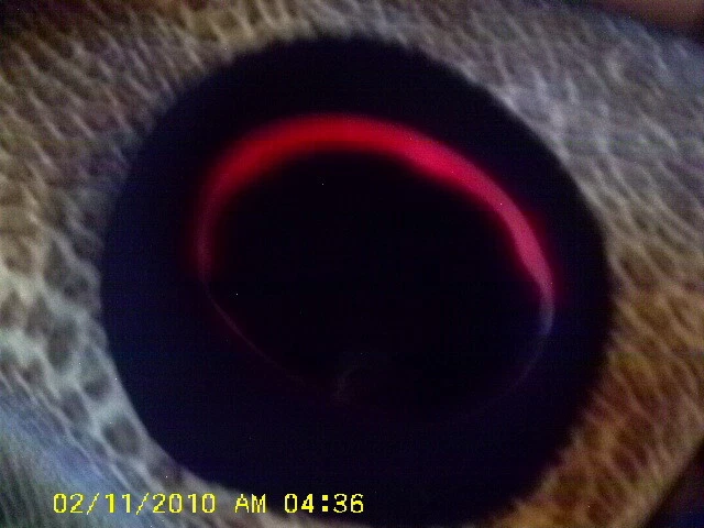 Vintage Michael Howard Miss Bierner 100% Lana NEGRO TUILE MUCHO Fiesta Retro Foto 3 de 4