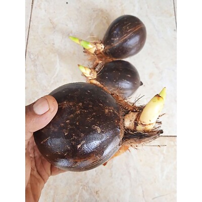 1-20 Coconuts Cocos Nucifera Type Gading ~ Yellow Coconuts