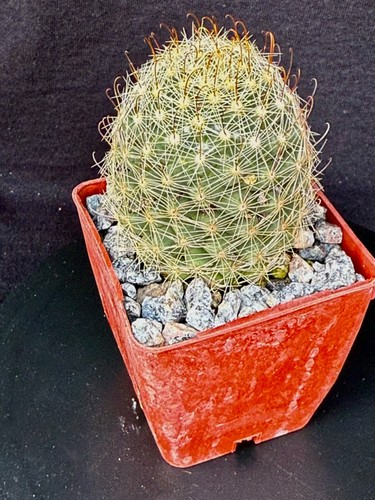 Mammillaria boolii , cactus plant - Picture 4 of 5