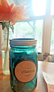 Modern Sprout Cilantro Garden Jar Hydroponic Grow Kit PlantFood In/Outdoor  2019