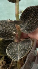 Anoectochilus Roxburghii Hayata Hong Sia’ Rare Jewel Orchid House Plant UK